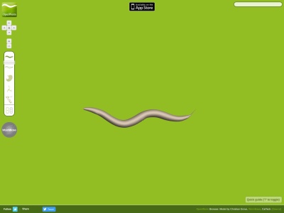 OpenWorm Browser
